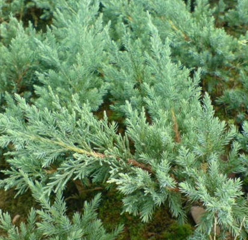 杜松的病虫害及其防治，杜松的品种？