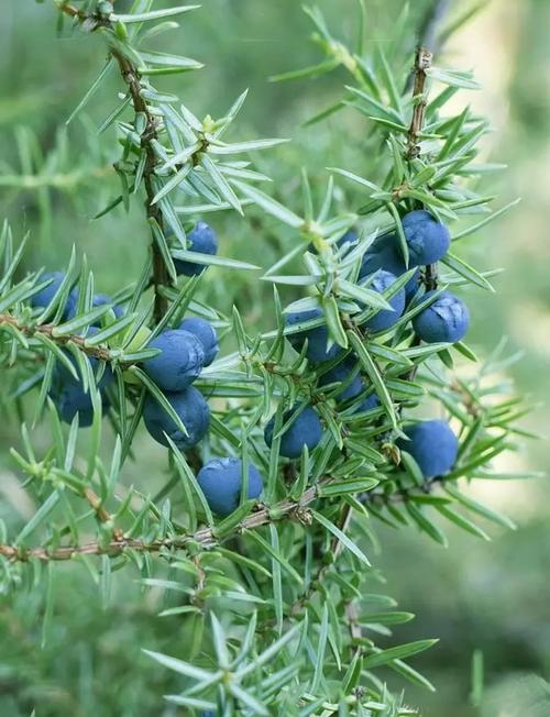 杜松的病虫害及其防治，杜松的品种？-第2张图片-优品飞百科