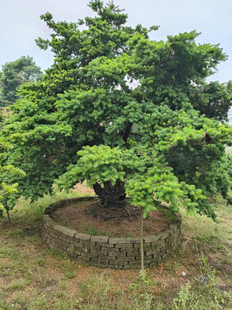 杜松的病虫害及其防治，杜松的品种？-第3张图片-优品飞百科