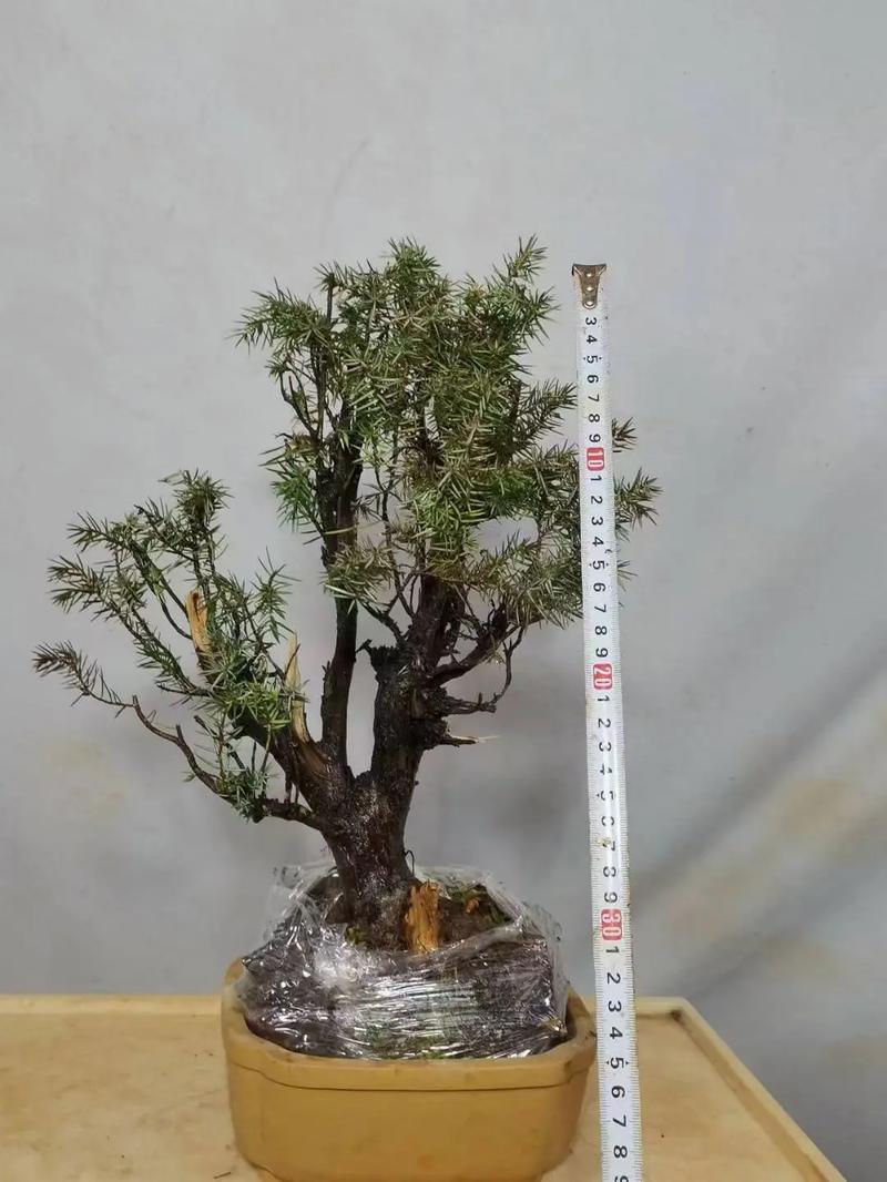 杜松的病虫害及其防治，杜松的品种？-第6张图片-优品飞百科