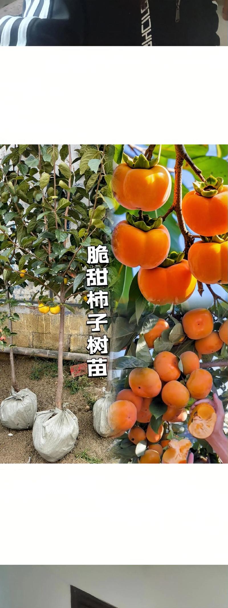 柿子的养殖方法和注意事项，柿子的栽培技术与管理