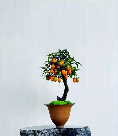 柿子的养殖方法和注意事项，柿子的栽培技术与管理-第2张图片-优品飞百科