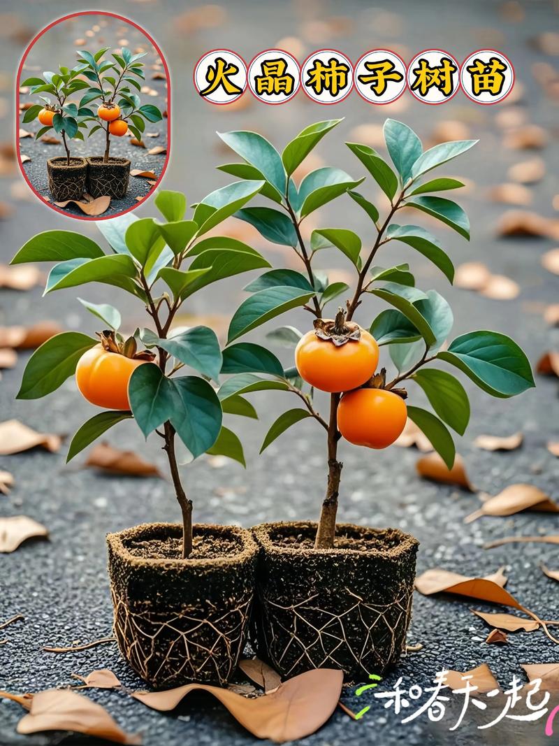 柿子的养殖方法和注意事项，柿子的栽培技术与管理-第3张图片-优品飞百科