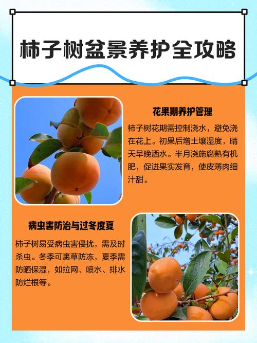 柿子的养殖方法和注意事项，柿子的栽培技术与管理-第4张图片-优品飞百科