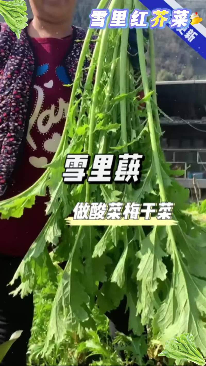 雪里红什么时候种?雪里红何时播种及生长周期?-第2张图片-优品飞百科 雪里红什么时候种?雪里红何时播种及生长周期?-第2张图片-优品飞百科