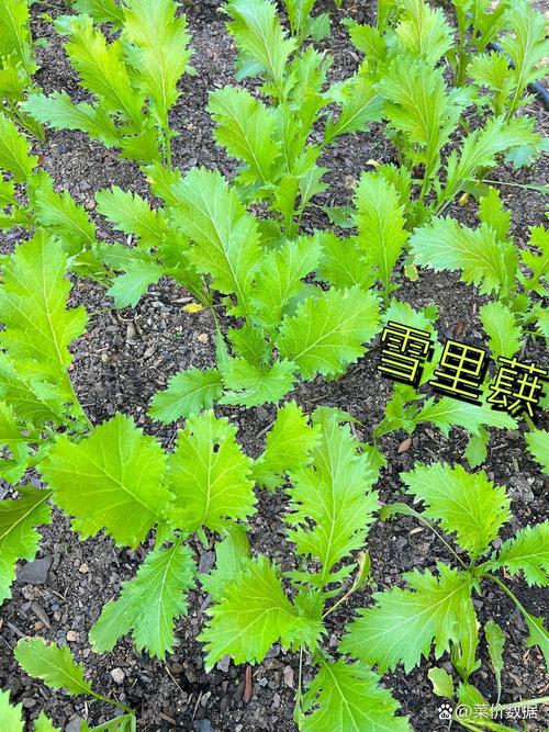 雪里红什么时候种?雪里红何时播种及生长周期?-第3张图片-优品飞百科 雪里红什么时候种?雪里红何时播种及生长周期?-第3张图片-优品飞百科