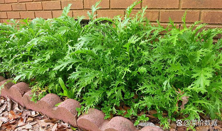 雪里红什么时候种?雪里红何时播种及生长周期?-第5张图片-优品飞百科 雪里红什么时候种?雪里红何时播种及生长周期?-第5张图片-优品飞百科