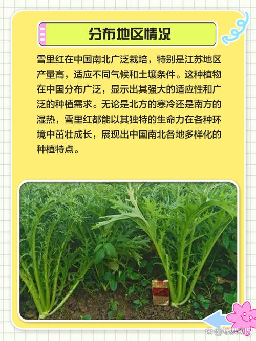 雪里红什么时候种?雪里红何时播种及生长周期?-第7张图片-优品飞百科 雪里红什么时候种?雪里红何时播种及生长周期?-第7张图片-优品飞百科