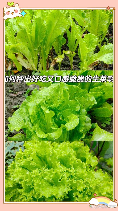 生菜是什么的变种，露地生菜浇水的时间多久浇一次，生菜种上以后什么时间浇水比较好