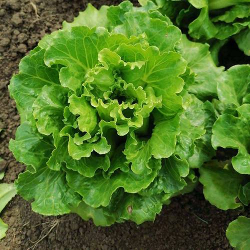 生菜是什么的变种，露地生菜浇水的时间多久浇一次，生菜种上以后什么时间浇水比较好-第2张图片-优品飞百科