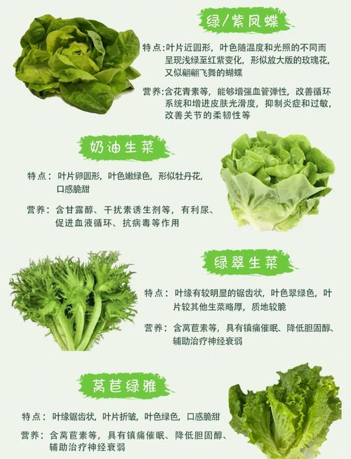 生菜是什么的变种，露地生菜浇水的时间多久浇一次，生菜种上以后什么时间浇水比较好-第4张图片-优品飞百科