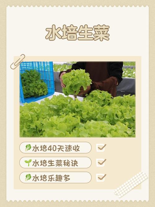 生菜是什么的变种，露地生菜浇水的时间多久浇一次，生菜种上以后什么时间浇水比较好-第5张图片-优品飞百科