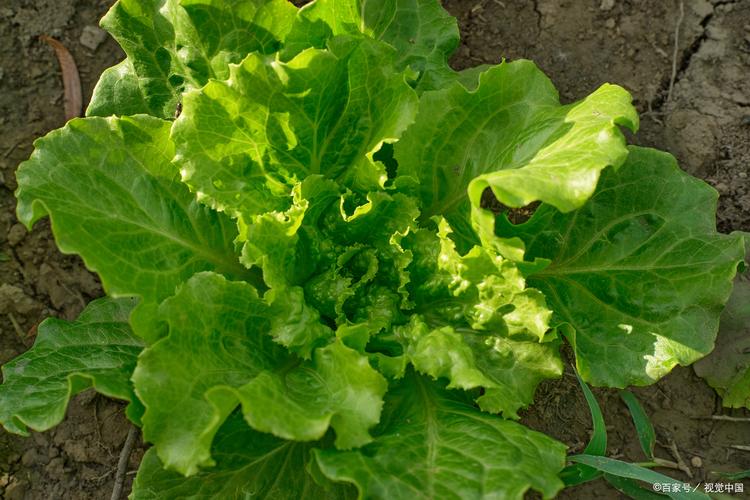 生菜是什么的变种，露地生菜浇水的时间多久浇一次，生菜种上以后什么时间浇水比较好-第6张图片-优品飞百科