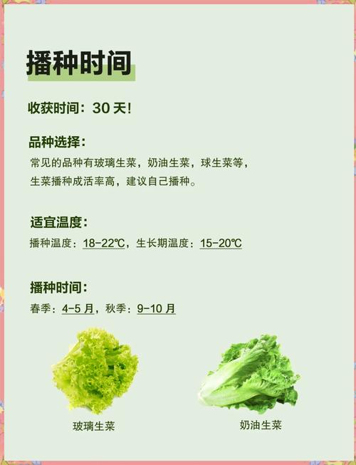 生菜是什么的变种，露地生菜浇水的时间多久浇一次，生菜种上以后什么时间浇水比较好-第7张图片-优品飞百科