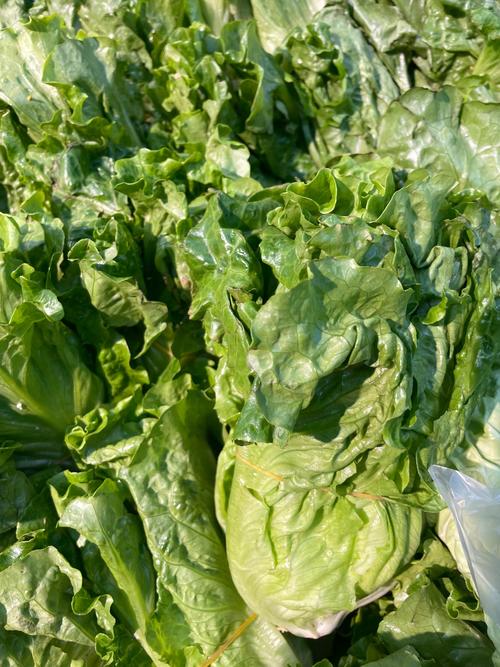 生菜是什么的变种，露地生菜浇水的时间多久浇一次，生菜种上以后什么时间浇水比较好-第8张图片-优品飞百科