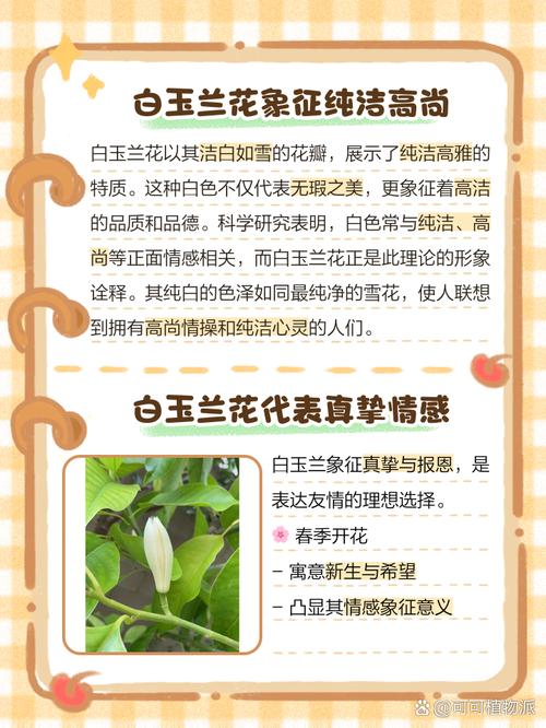 白玉兰和白兰花的区别，白玉兰与白兰一样吗