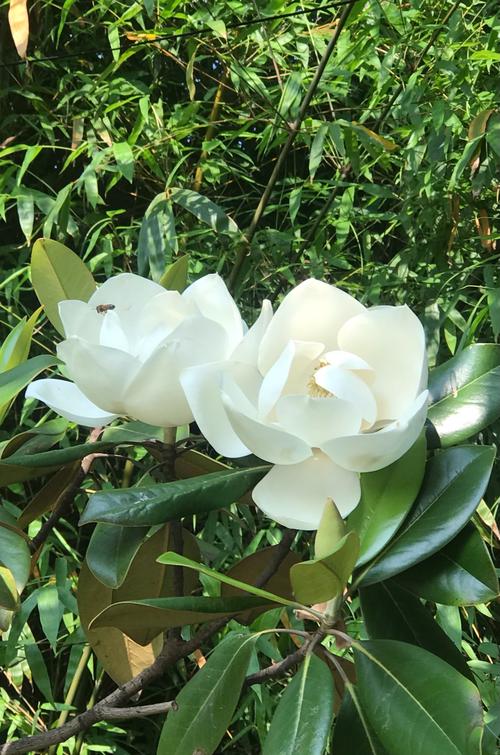 白玉兰和白兰花的区别，白玉兰与白兰一样吗-第2张图片-优品飞百科