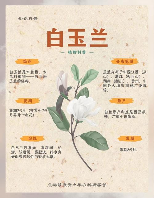 白玉兰和白兰花的区别，白玉兰与白兰一样吗-第3张图片-优品飞百科