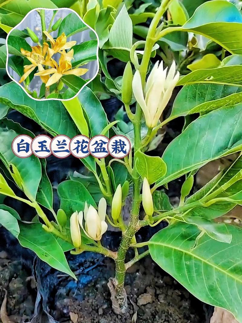 白玉兰和白兰花的区别，白玉兰与白兰一样吗-第4张图片-优品飞百科