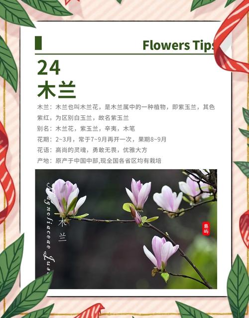 白玉兰和白兰花的区别，白玉兰与白兰一样吗-第5张图片-优品飞百科