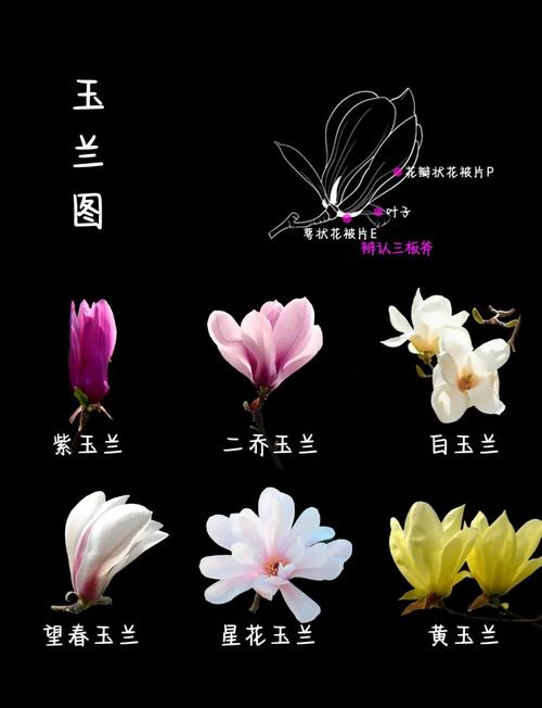 白玉兰和白兰花的区别，白玉兰与白兰一样吗-第6张图片-优品飞百科