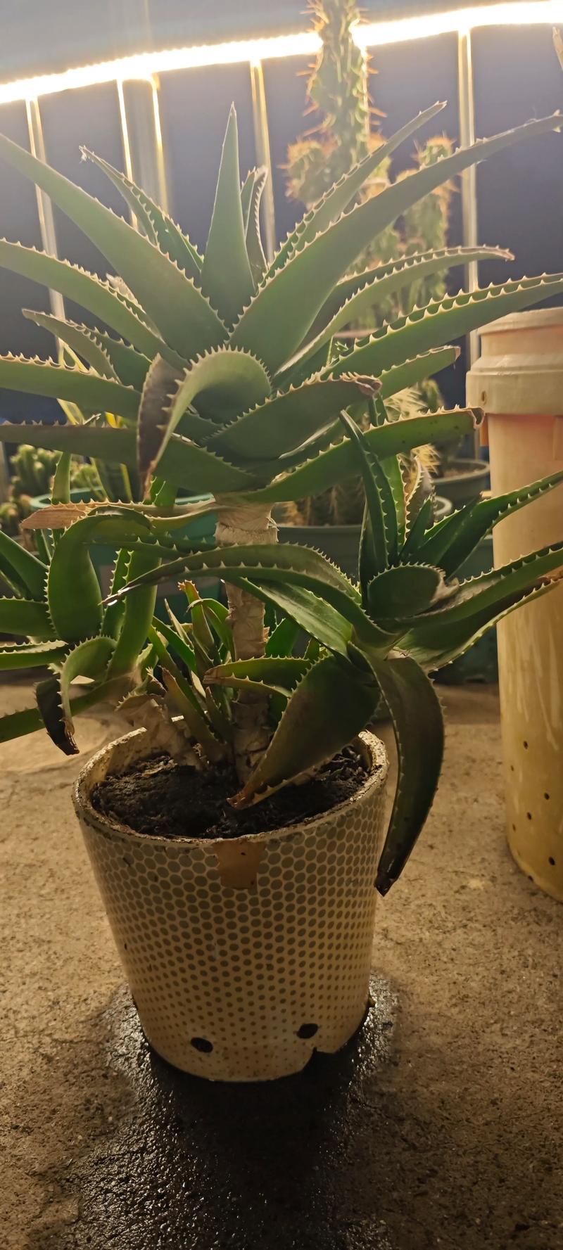 芦荟爆盆太多了怎么办，芦荟爆盆太多了怎么办视频？