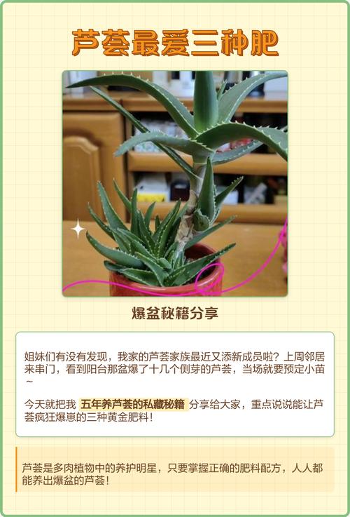 芦荟爆盆太多了怎么办，芦荟爆盆太多了怎么办视频？-第2张图片-优品飞百科