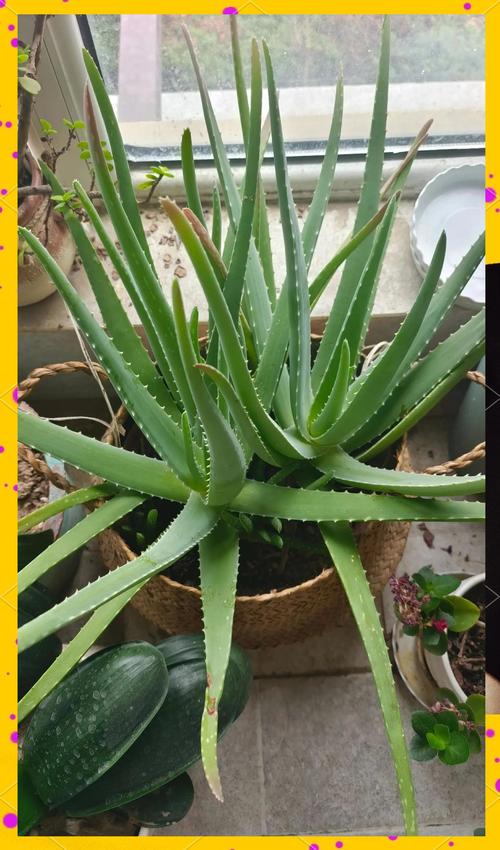 芦荟爆盆太多了怎么办，芦荟爆盆太多了怎么办视频？-第5张图片-优品飞百科