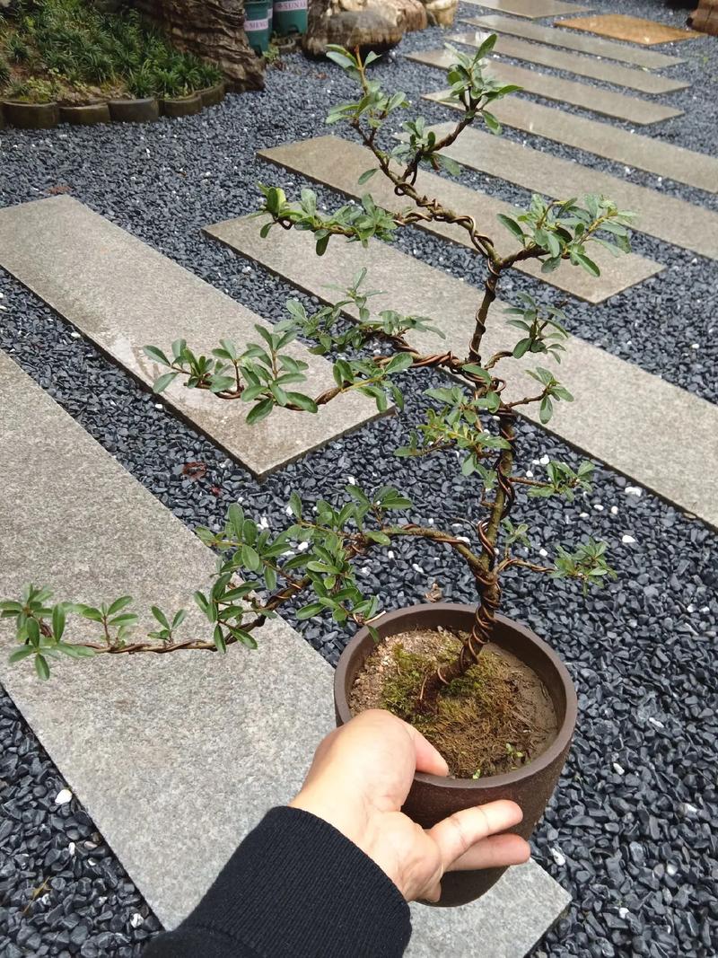 盆景小叶女贞的养殖方法，盆景小叶女贞的养殖方法和技术