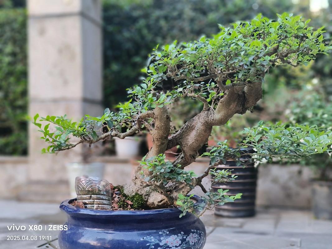 盆景小叶女贞的养殖方法，盆景小叶女贞的养殖方法和技术-第2张图片-优品飞百科