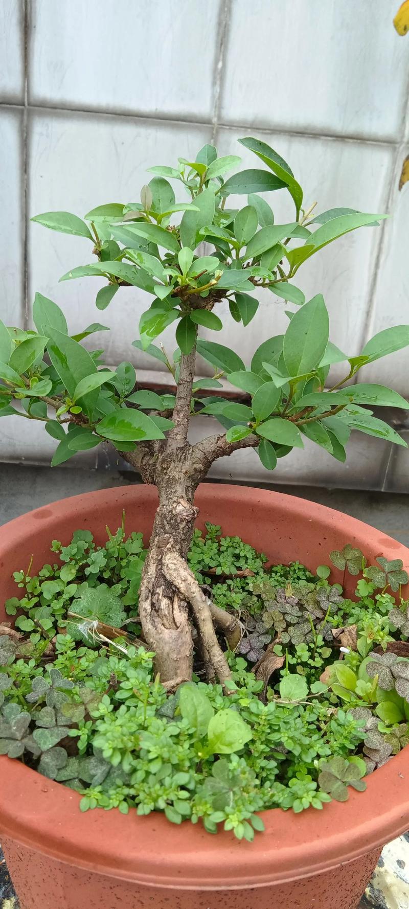 盆景小叶女贞的养殖方法，盆景小叶女贞的养殖方法和技术-第3张图片-优品飞百科