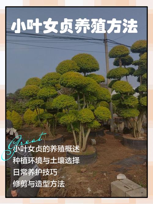 盆景小叶女贞的养殖方法，盆景小叶女贞的养殖方法和技术-第4张图片-优品飞百科