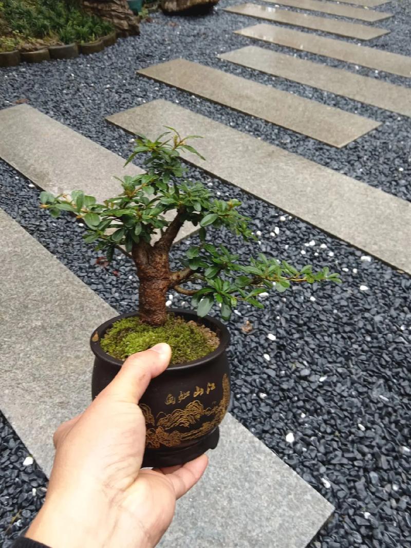 盆景小叶女贞的养殖方法，盆景小叶女贞的养殖方法和技术-第5张图片-优品飞百科