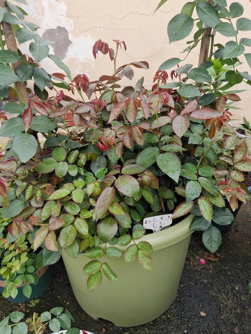 龙沙宝石怎么养？龙沙宝石养殖方法和注意事项？-第2张图片-优品飞百科