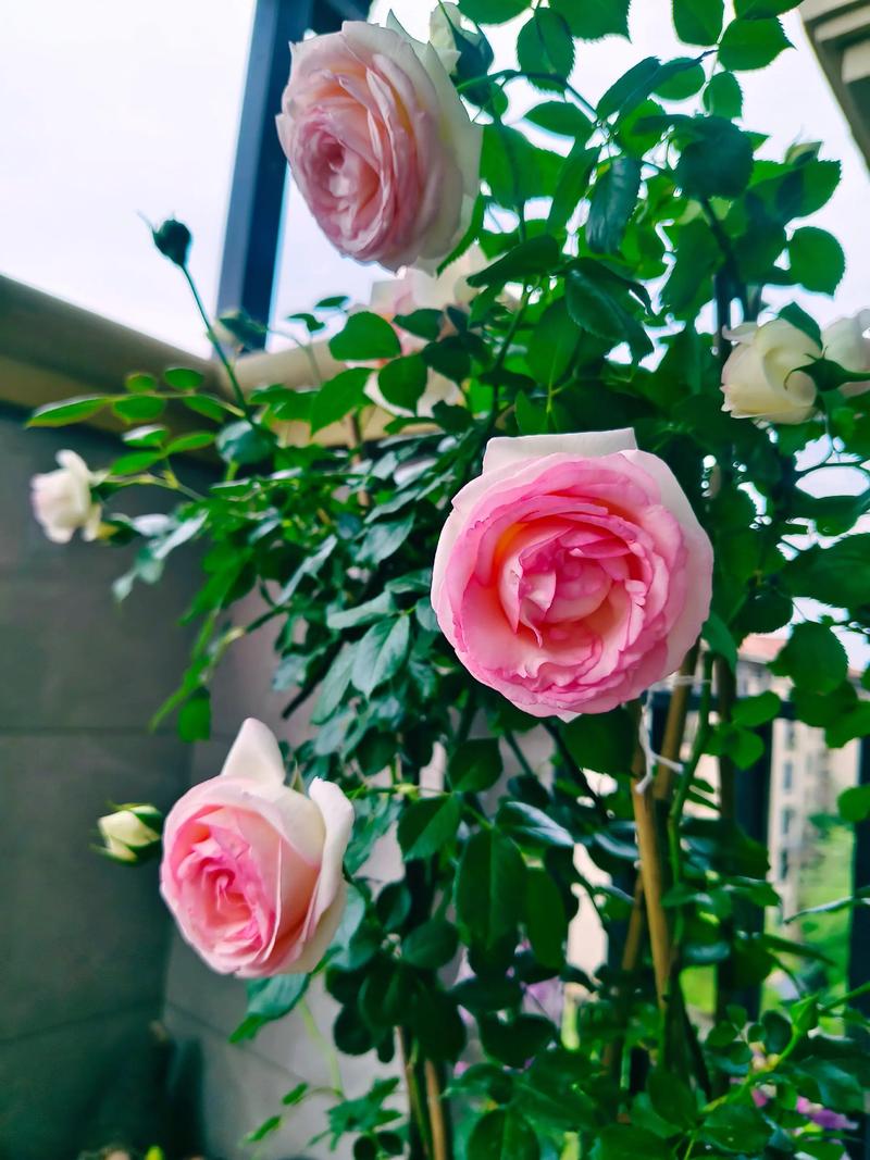 龙沙宝石怎么养？龙沙宝石养殖方法和注意事项？-第3张图片-优品飞百科