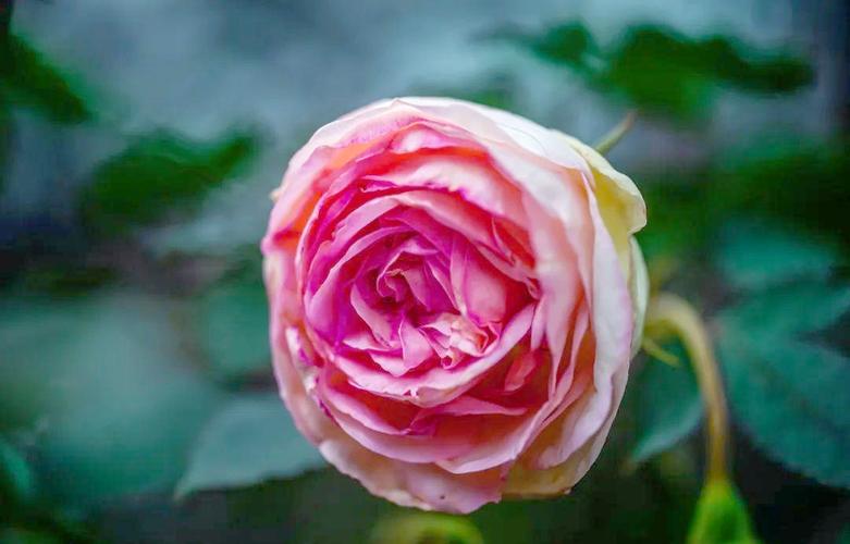 龙沙宝石怎么养？龙沙宝石养殖方法和注意事项？-第4张图片-优品飞百科