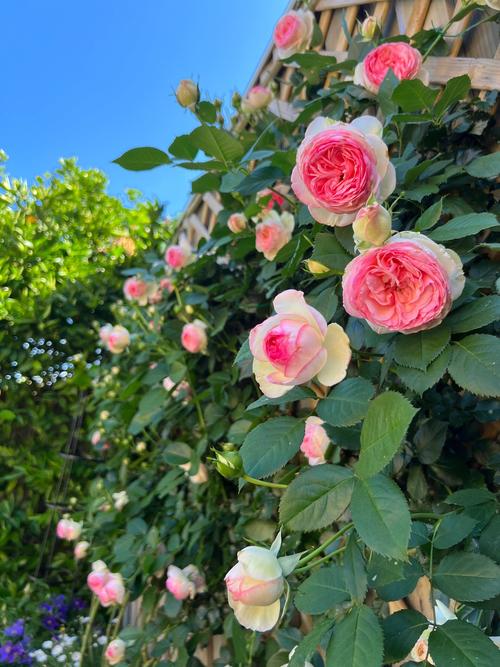 龙沙宝石怎么养？龙沙宝石养殖方法和注意事项？-第5张图片-优品飞百科