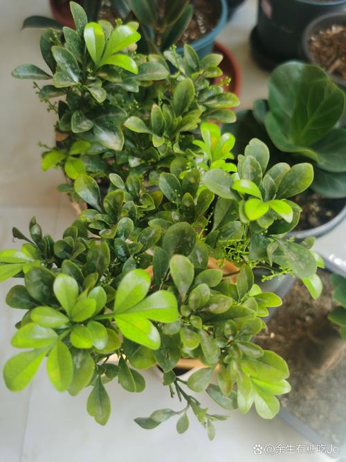 米兰花有哪些虫害,米兰花有虫害掉叶子怎么救?-第2张图片-优品飞百科 米兰花有哪些虫害,米兰花有虫害掉叶子怎么救?-第2张图片-优品飞百科