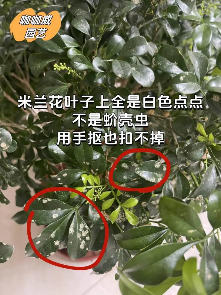 米兰花有哪些虫害,米兰花有虫害掉叶子怎么救?-第3张图片-优品飞百科 米兰花有哪些虫害,米兰花有虫害掉叶子怎么救?-第3张图片-优品飞百科