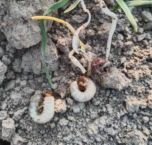 米兰花有哪些虫害,米兰花有虫害掉叶子怎么救?-第4张图片-优品飞百科 米兰花有哪些虫害,米兰花有虫害掉叶子怎么救?-第4张图片-优品飞百科