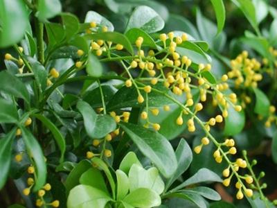 米兰花有哪些虫害,米兰花有虫害掉叶子怎么救?-第6张图片-优品飞百科 米兰花有哪些虫害,米兰花有虫害掉叶子怎么救?-第6张图片-优品飞百科