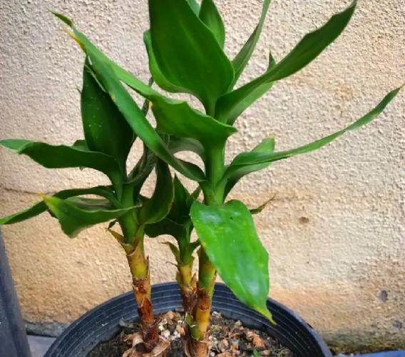 观音竹叶子蔫了怎么办，观音竹叶子发软下垂怎么办？