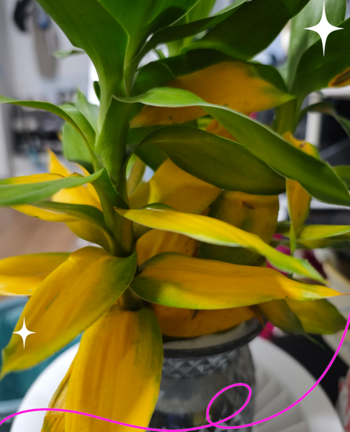 观音竹叶子蔫了怎么办，观音竹叶子发软下垂怎么办？-第2张图片-优品飞百科