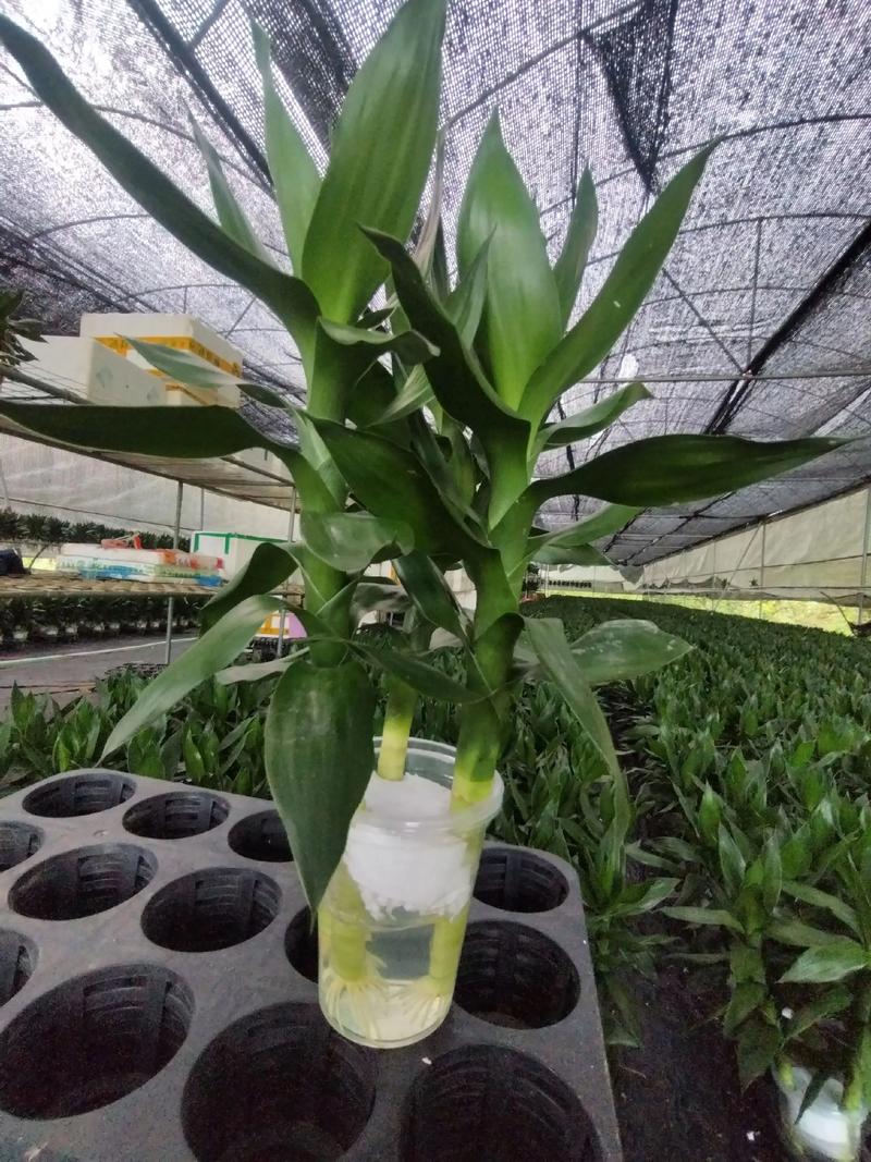 观音竹叶子蔫了怎么办，观音竹叶子发软下垂怎么办？-第3张图片-优品飞百科