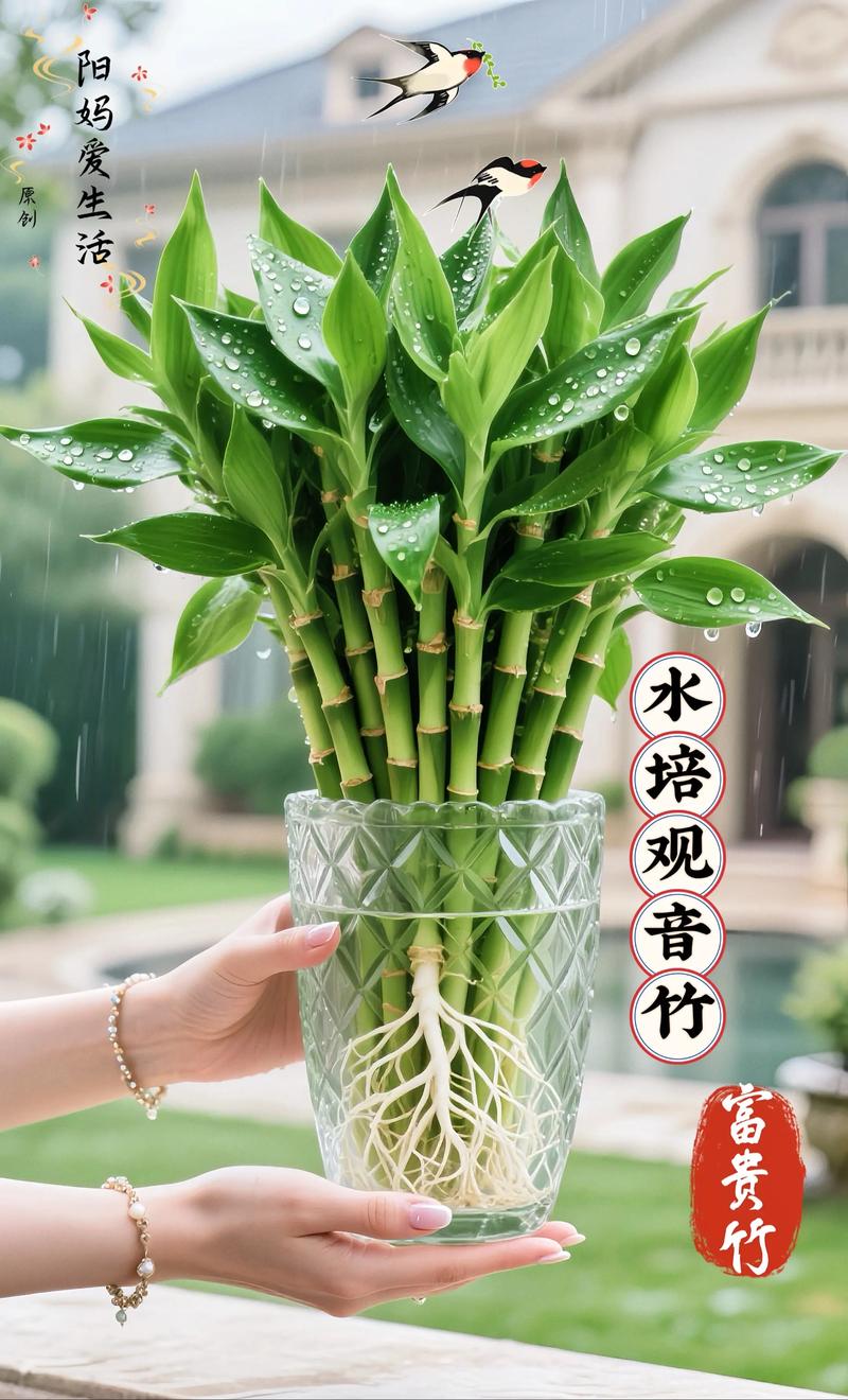 观音竹叶子蔫了怎么办，观音竹叶子发软下垂怎么办？-第5张图片-优品飞百科