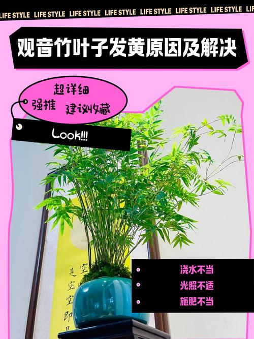 观音竹叶子蔫了怎么办，观音竹叶子发软下垂怎么办？-第6张图片-优品飞百科