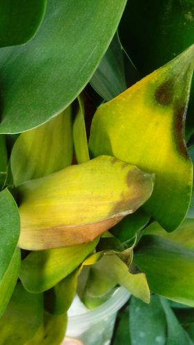 观音竹叶子蔫了怎么办，观音竹叶子发软下垂怎么办？-第7张图片-优品飞百科