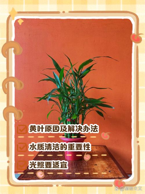 观音竹叶子蔫了怎么办，观音竹叶子发软下垂怎么办？-第8张图片-优品飞百科