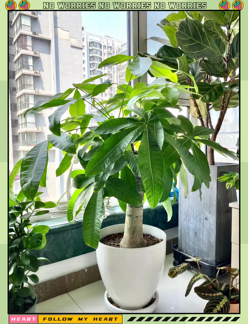 发财树小苗多久能长大？发财树小苗几年能长粗？