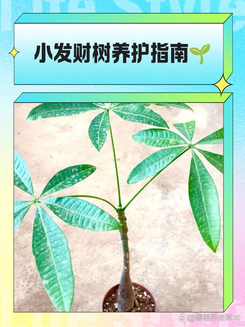 发财树小苗多久能长大?发财树小苗几年能长粗?-第2张图片-优品飞百科 发财树小苗多久能长大?发财树小苗几年能长粗?-第2张图片-优品飞百科